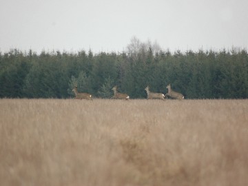 Koziołek z sarenkami