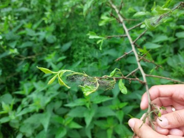 Szkolenie Motyle ZPKWŁ 2025, 