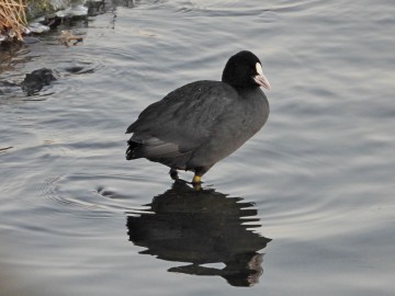 Monitoring Zimujących Ptaków Wodnych na Pilicy – 2026, <p>łyska</p>