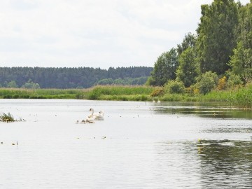 Rybitwy nad Zalewem Sulejowskim, <p>łabędzie nieme z młodymi</p>