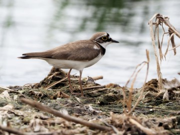 Rybitwy nad Zalewem Sulejowskim, <p>sieweczka rzeczna</p>
