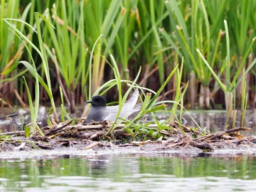 Rybitwy nad Zalewem Sulejowskim, <p>wysiadująca rybitwa czarna</p>