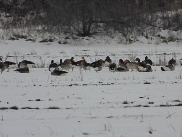 Wyniki Monitoringu Zimujących Ptaków Wodnych na Pilicy, <p>gęgawy</p>