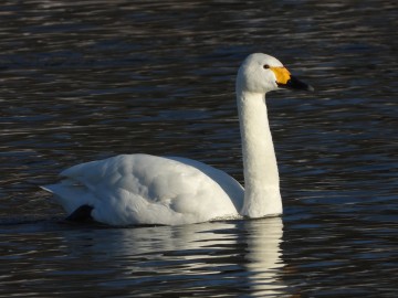 Wyniki Monitoringu Zimujących Ptaków Wodnych na Pilicy, <p>łabędź czarnodzioby</p>