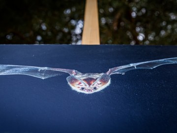 Noc nietoperzy w Przedborskim Parku Krajobrazowym 2025, 