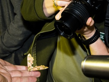 Nocne świecenia - poznaj świat motyli nocnych PPK 2025, 