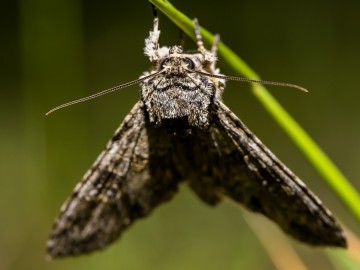 Nocne świecenia - poznaj świat motyli nocnych PPK 2025, 