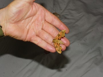 Nocne świecenia - poznaj świat motyli nocnych PPK 2025, 