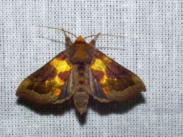 Nocne świecenia - poznaj świat motyli nocnych PPK 2025, 