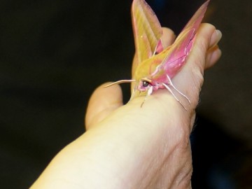 Nocne świecenia - poznaj świat motyli nocnych PPK 2025, 