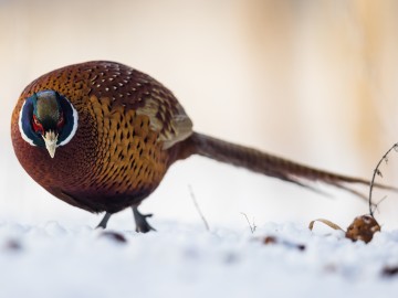 Zimowe obrazy w PPK 2026., 