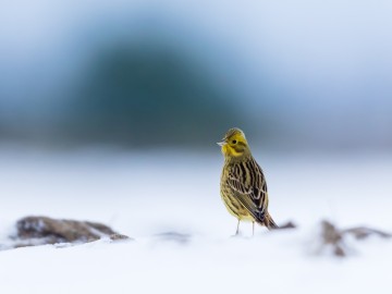 Zimowe obrazy w PPK 2026., 