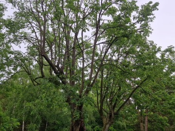 Pielęgnacja pomników przyrody na terenie Sieradzkich PK, 