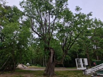 Pielęgnacja pomników przyrody na terenie Sieradzkich PK, 