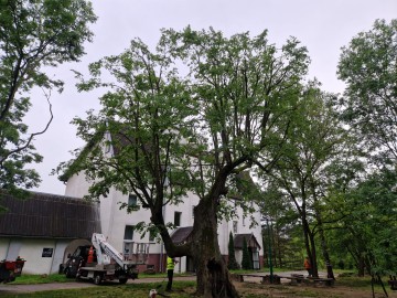 Pielęgnacja pomników przyrody na terenie Sieradzkich PK, 