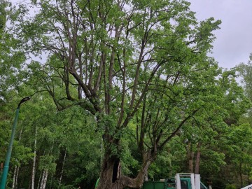 Pielęgnacja pomników przyrody na terenie Sieradzkich PK, 