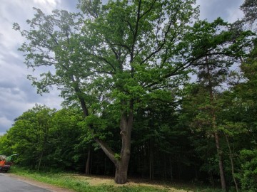 Pielęgnacja pomników przyrody na terenie Sieradzkich PK, 