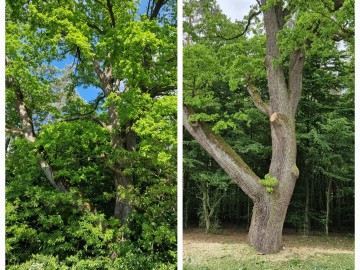 Pielęgnacja pomników przyrody na terenie Sieradzkich PK, 