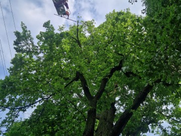 Pielęgnacja pomników przyrody na terenie Sieradzkich PK, 