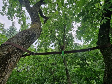 Pielęgnacja pomników przyrody na terenie Sieradzkich PK, 