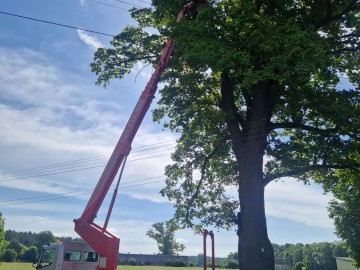 Pielęgnacja pomników przyrody na terenie Sieradzkich PK, 