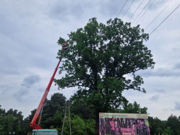 Pielęgnacja pomników przyrody na terenie Sieradzkich PK, 